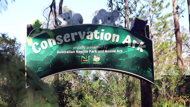 Endangered Manning River turtles given all clear before returning to the wild