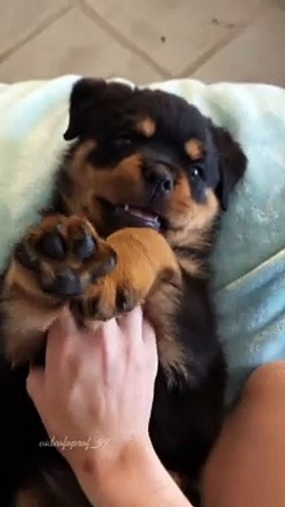 #rottweiler #dog #edit #fyp #popular #trend #dogs #xbyzca