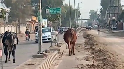 SriGanganagar नगर परिषद सभापति चैम्बर में चले लात और थाप मुक्के