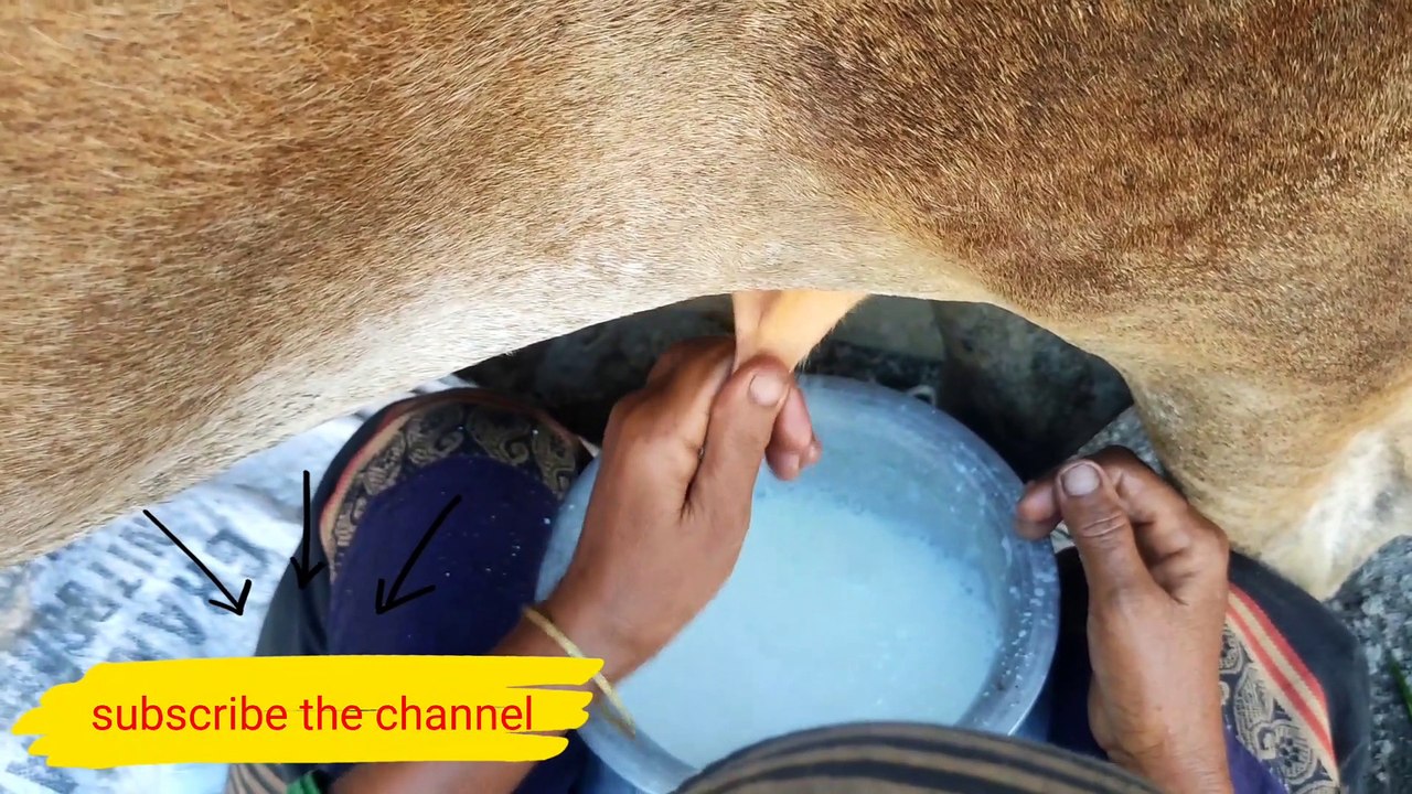 Hand Milking a Cow by Women | Milking | Cow Milking | Village | Cow milking by Hand Beautiful Girl