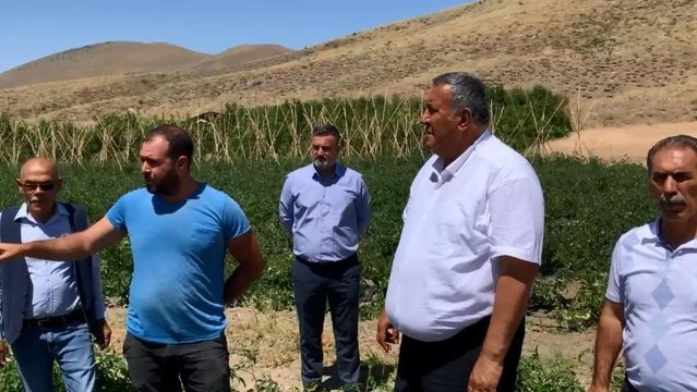 Üreticinin yüzü gülmüyor: Sabaha kadar yaban domuzu nöbeti tutmaya başladılar