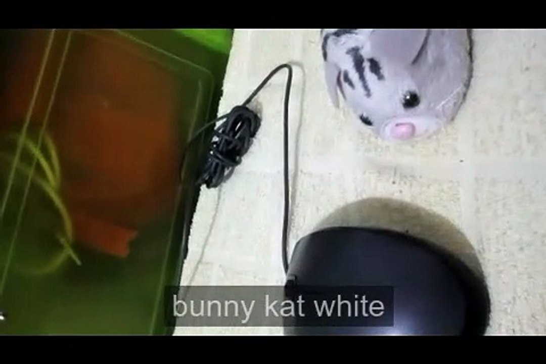 gato raton