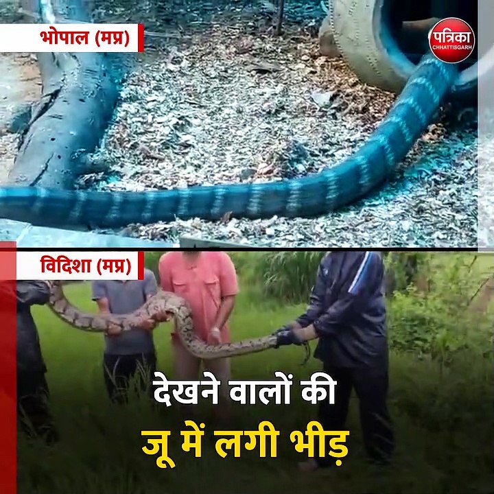 भोपाल (मप्र): कभी देखा है 12 फीट का किंग कोबरा और 15 फीट का अजगर