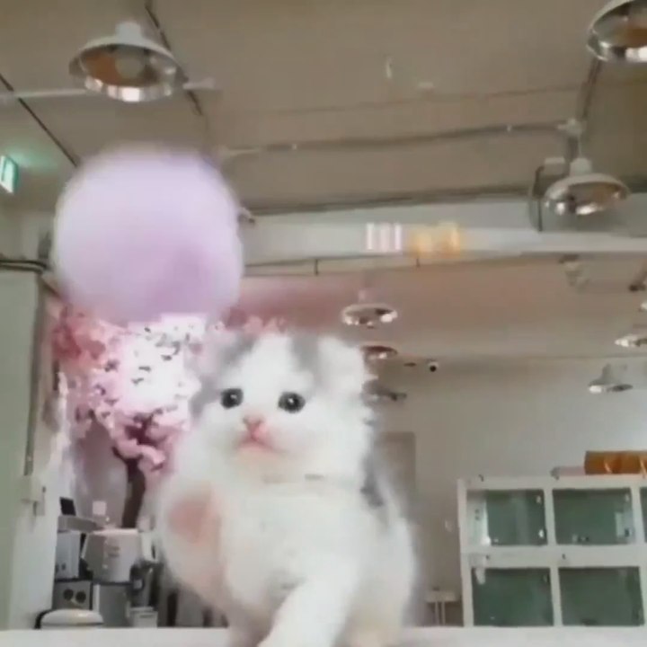 cat funny video- , cat videos follow me for more interesting video