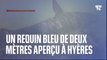 Un requin bleu de deux mètres aperçu à Hyères dans le Var