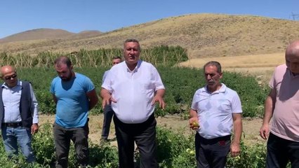 Son dakika haber... Niğde'deli Üretici: "Yaban Domuzlarına Engel Olamazsak İlerleyen Zamanda 6-7 Dönüm Domatesimizin Tamamını Kaybedebiliriz"