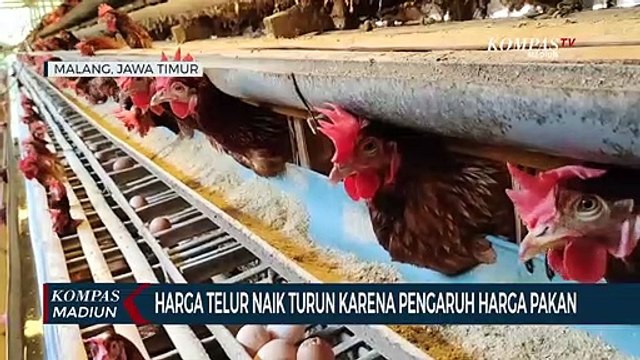 Harga Telur Naik Turun Karena Pengaruh Harga Pakan