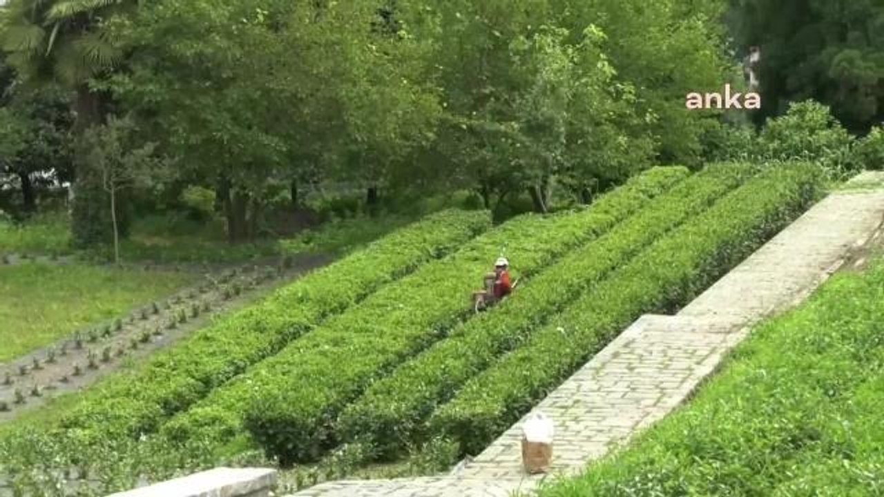 Çaykur Genel Müdürü: "Çaykur'un Satılması Üreticiye de Devlete de Fayda Sağlamaz. Kanun, Çaykur'u Güçlendirecek; Özel Sektörü de Güçlendirecek"