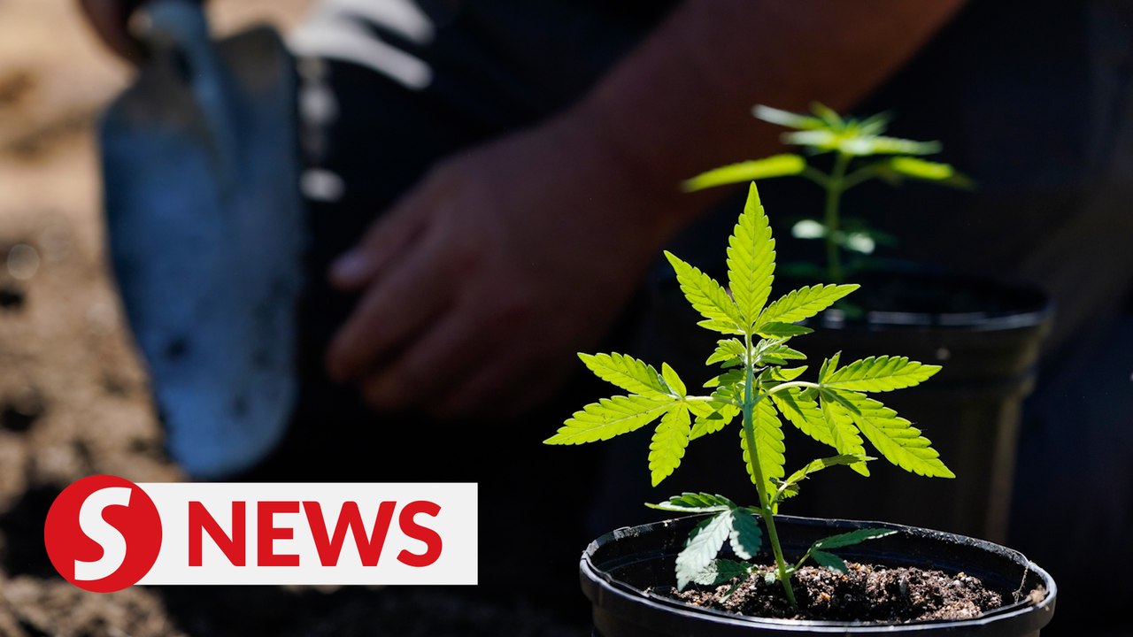 Cannabis extract products welcome to register with Drug Control Authority, Dewan Rakyat told