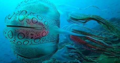 Papouasie-Nouvelle-Guinée : un plongeur réussit à filmer l'une des méduses les plus rares au monde