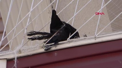 EDİRNE'DE BALKONDAKİ FİLEYE TAKILAN KARGA KURTARILDI