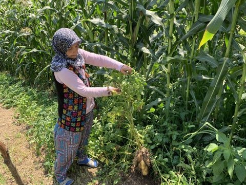 Tarlalarına patates ektiler, domates çıktı! Ziraat mühendisi uyardı: Sakın tüketmeyin
