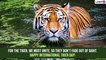 International Tiger Day 2022 Quotes: Messages, Sayings, HD Wallpapers & Texts To Celebrate the Event