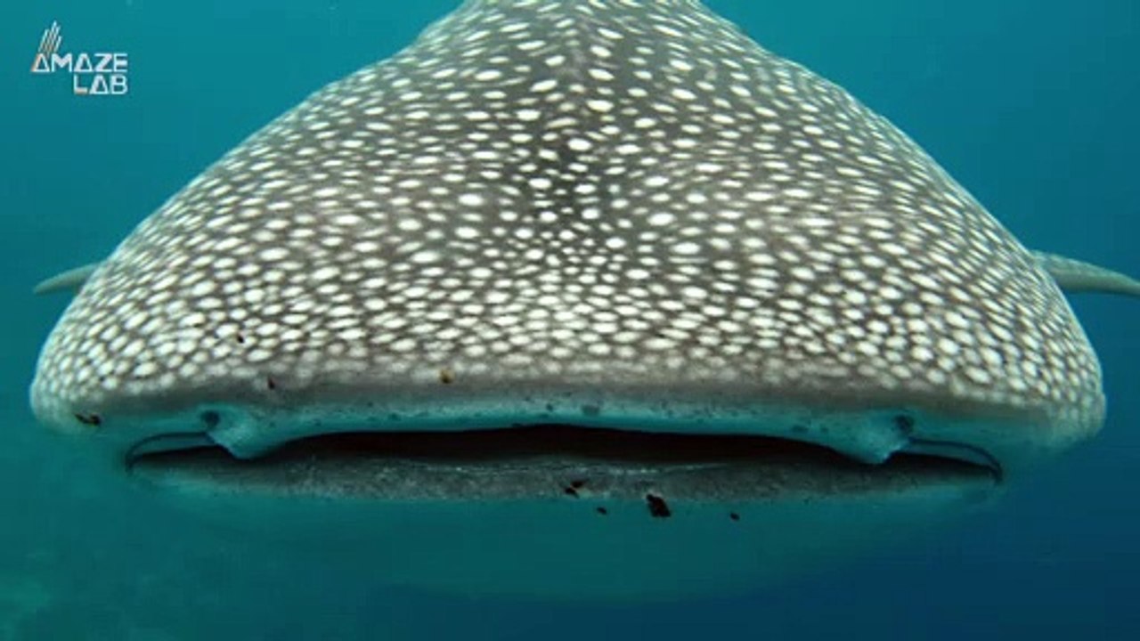 Whale Sharks Are Our Planet’s Biggest Sharks, B...