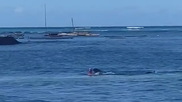 Hawaii'de fok balığı kadına saldırdı