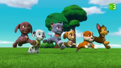 لعب مرح بين ريدير والجراء