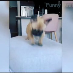 Amazing Animal funny Video || Funny Animal moments #animal #dog #cat