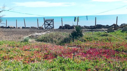 Onda de calor no Mediterrâneo preocupa especialistas