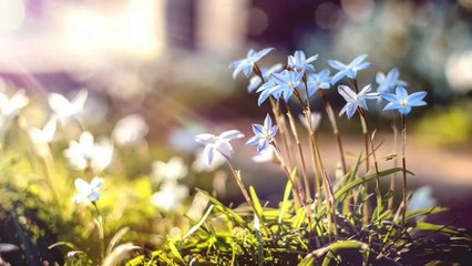 Music for Sleep, for creation and tranquility, Meditation, Relaxing, Spa, Study, Work, Hobbies