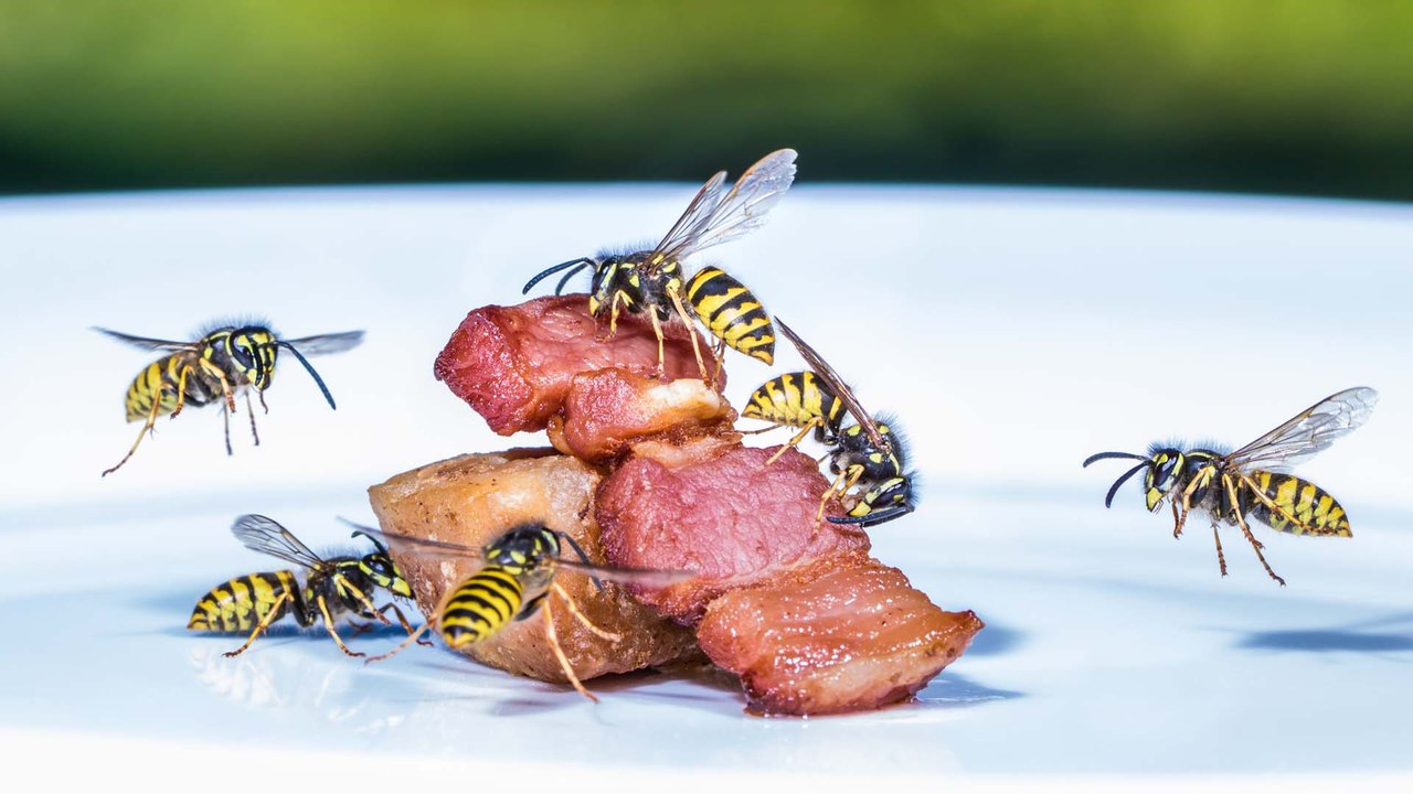 Wespenplage 2022: Angriffe werden immer aggressiver