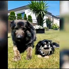Funny Animal Playing || Funny Animal funny moments #dogs #cats #animal #pet #viral