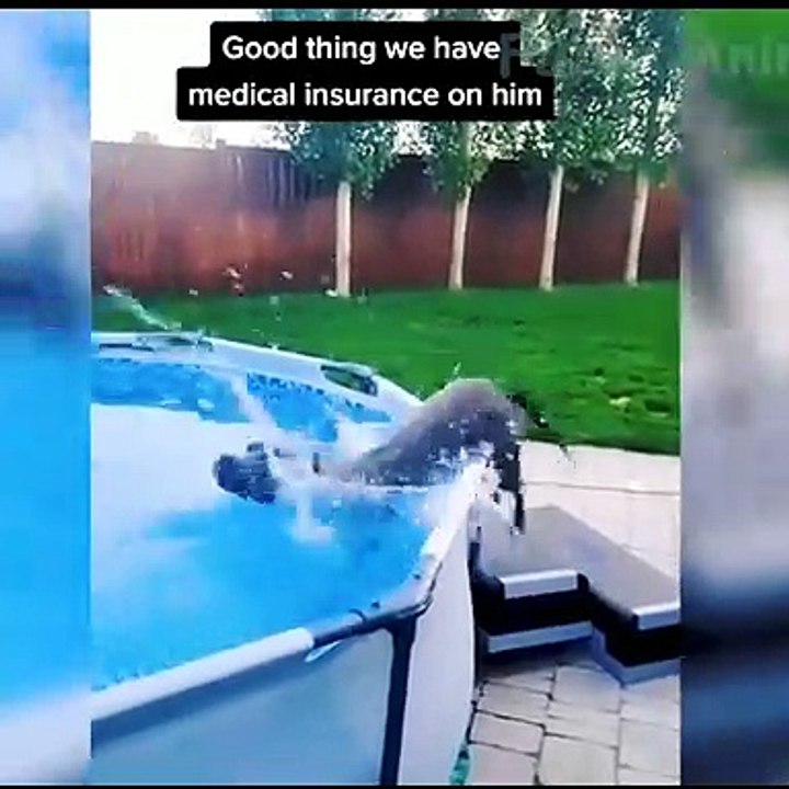Animal Playing time || Funny Animal funny moments #dogs #cats #animal #pet #viral