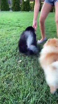 Baby Dogs Playing/Cute Puppy Dogs playing/Baby Dogs Compilation