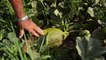 Así es como se selecciona un melón en el campo