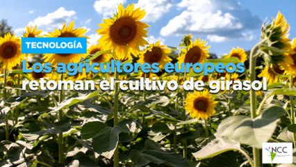 Los agricultores europeos retoman el cultivo de girasol