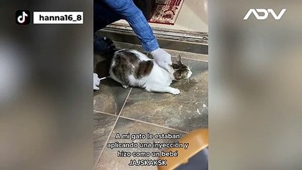 Gato se vuelve viral por llorar como bebé mientras lo vacunan