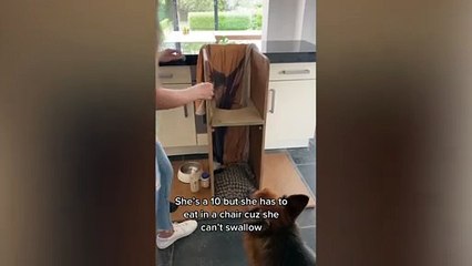 A woman built a special high chair for her German Shepherd who's unable to swallow food