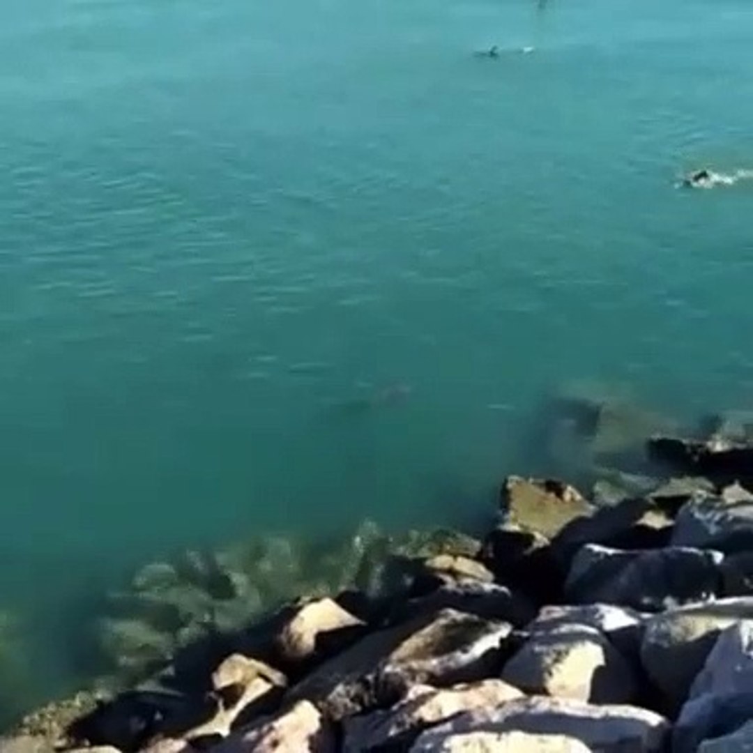 Sem perceber, banhista nada ao lado de tubarão em praia de Fortaleza, Ceará