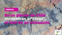 En un glaciar de Chile encuentran a “Fiona”, el fósil de un ictiosaurio