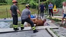 Mucca 'accaldata' finisce in piscina: salvata dai vigili del fuoco