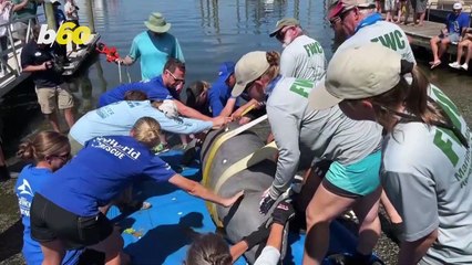 Rescued Manatee Gets New Lease on Life