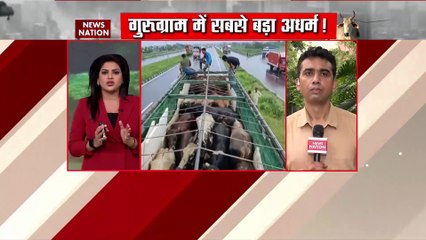 Haryana : Gurugram में गौ तस्करों का तांडव देखिए ? गौ तस्करों के पीछे पड़ी पुलिस