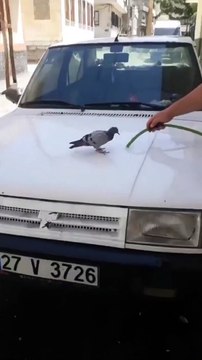 Sıcaktan bunalan kuş arabayı yıkayanların yanına gelip su altında kendine geliyor.. Sokak hayvanları için suyun ne kadar önemli olduğunu fark edelim, 1 kap su koymak çok zor değil.