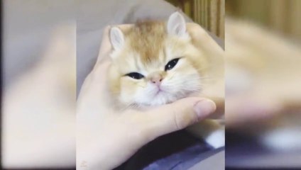 How Cats React When Seeing Stranger 1st Time - Running or Being