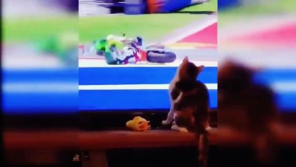 funny cat see the television