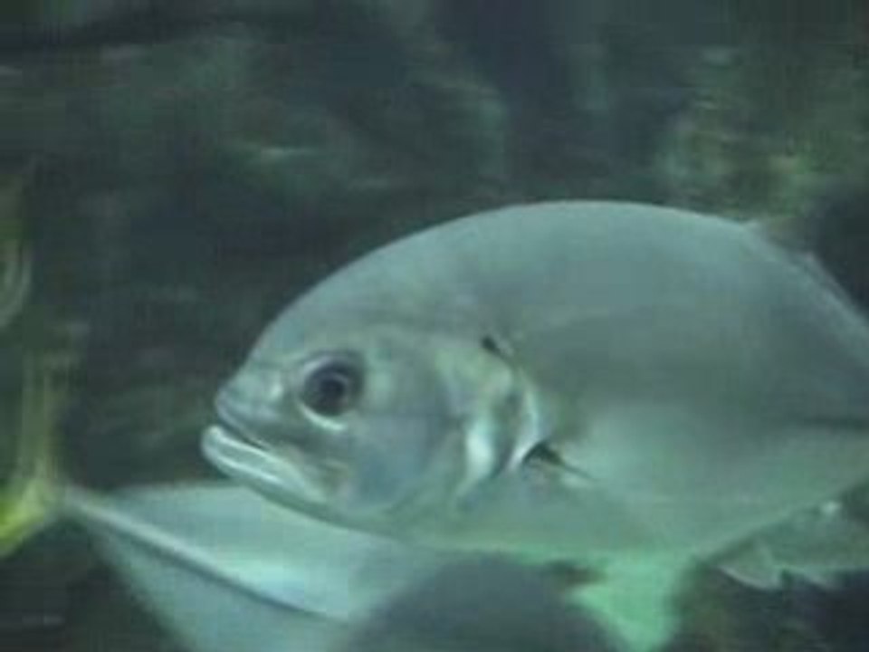 Aquarium