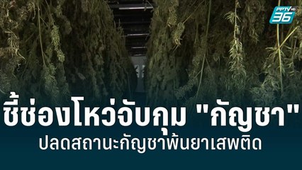 ชี้ช่องโหว่จับกุม "กัญชา" ปลดสถานะกัญชาพ้นยาเสพติด | เข้มข่าวใหญ่ | 28 ก.ค. 65