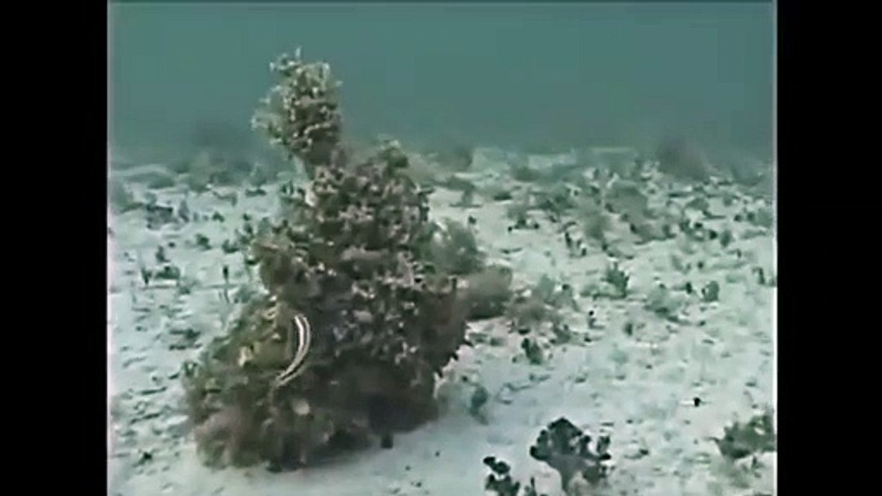 Technique de camouflage d'un poulpe... juste incroyable