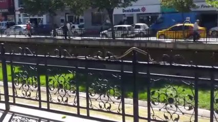 KASTAMONU - Demir korkuluklarda ilerleyen yılan vatandaşlarca kayda alındı