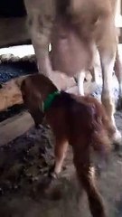 ANEH TAPI NYATA!!!   ANAK kambing BERKAKI 3