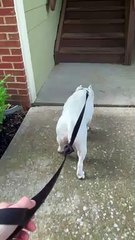 Dog Hops Up the Stairs