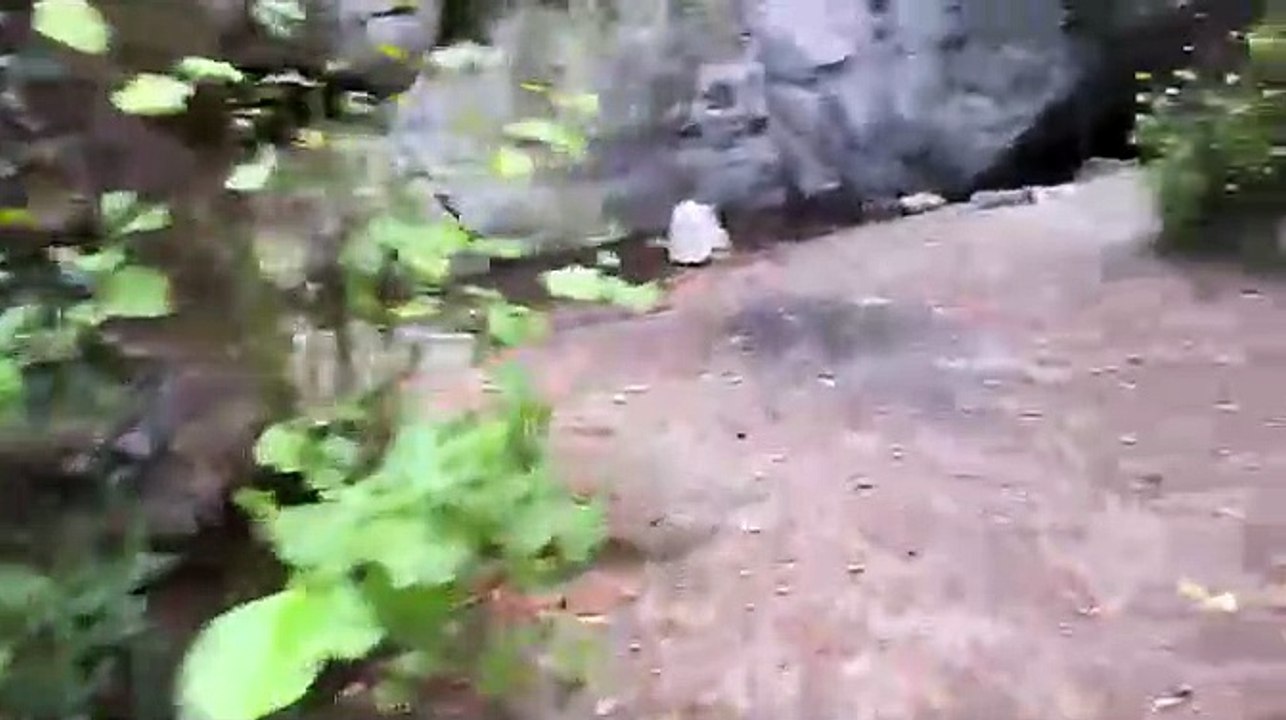 Live IRL, bla-bla  et rencontre d'animaux