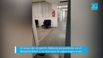 El amor de un perro: falleció un paciente en el Hospital Rossi y su mascota lo sigue esperando