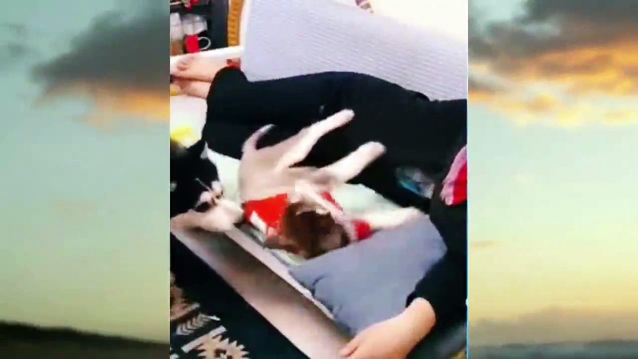 Cute cats and dogs with children and adults