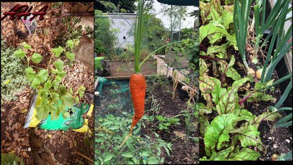 Akhmed Sayeen اخمد سا ئیں in garden work  on 26th July 2022
