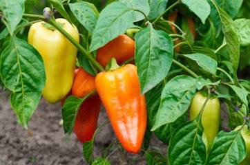 5 Foods You Can Grow in a Container Garden
